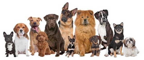 dog-breeds.jpg?w=558